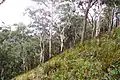 Mount Royal - eucalyptus forest