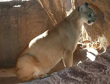 Mountain Lion (Puma concolor)