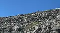 Mountain Goat from Grays Peak trail