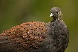 Mountain peacock-pheasant