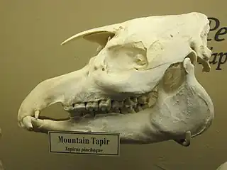 Mountain tapir skull