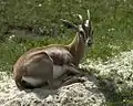 Mountain gazelle