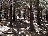 Near the Blue Ridge Parkway in Pisgah National Forest, the MST shares a short stretch with the Art Loeb Trail