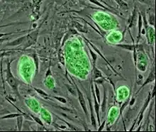 Mouse embryonic stem cells with fluorescent marker