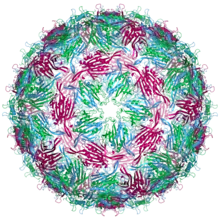 MS2 capsid