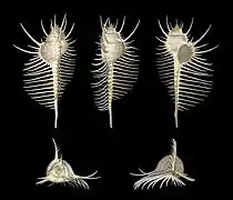 Murex pecten