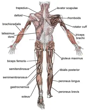 Skeletal muscles, viewed from the back