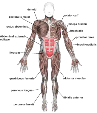 Skeletal muscles, viewed from the front