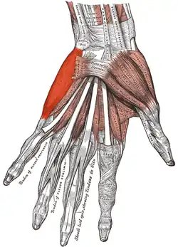 Abductor digiti minimi, the "fifth dorsal interosseus"