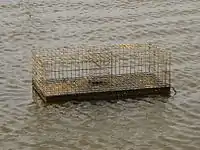 Muskrat trap in the Netherlands