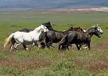 Mustang horses