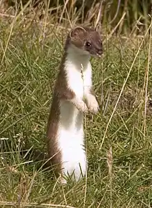 Brown and white mustelid in grass