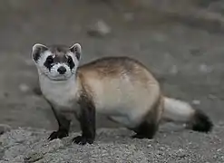 Brown, black, and white mustelid on dirt