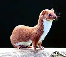 Brown and white mustelid on log