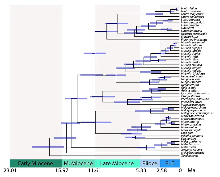 Time-calibrated tree of Mustelidae showing divergence times between lineages. Split times include: 28.8 million years (Ma) for mustelids vs. procyonids; 17.8 Ma for Taxidiinae; 15.5 Ma for Mellivorinae; 14.8 Ma for Melinae; 14.0 Ma for Guloninae + Helictidinae; 11.5 Ma for Guloninae + Naquinae vs. Helictidinae; 12.0 Ma for Ictonychinae; 11.6 Ma for Lutrinae vs. Mustelinae.