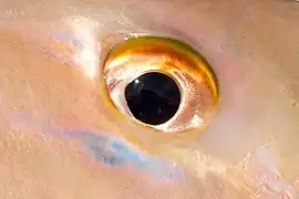 Eye