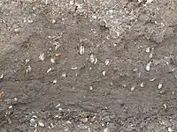 Shells of Mya truncata in subrecent sediments on the coast of Spitsbergen.