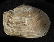 Shell of Mya truncata from North Wales