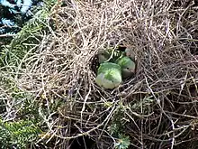 Birds and their nest in Santiago, Chile