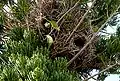 Monk parakeet nest colony