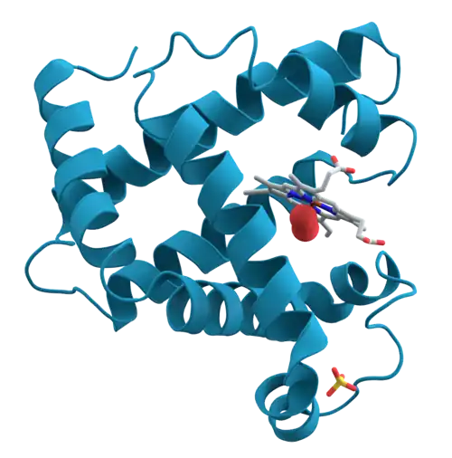 Structural drawing of the myoglobin molecule