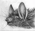 Myotis nigricans illustration