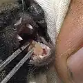 Myotis nigricans teeth