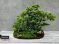 Chinese elm bonsai