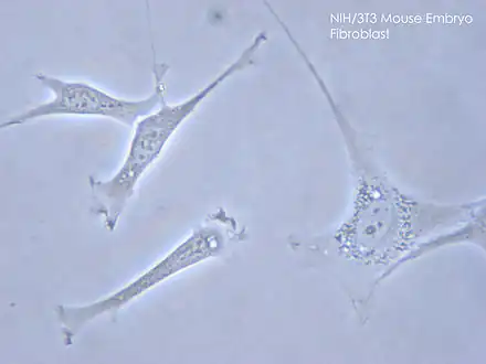 Fibroblasts