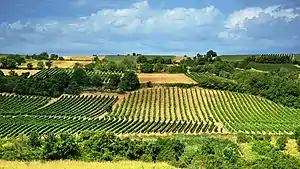 Vineyards in Fruška Gora, near Sremski Karlovci