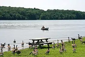 A lake with a canoe and forested far shore, a flock of Canadian geese and picnic table are on the grassy near shore