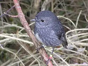 Standing perfectly still on a perch awaiting prey