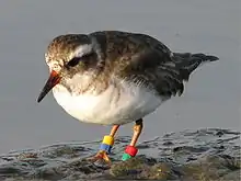 Image of Shore plover juvenile