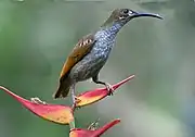 spiderhunter with greenish-brown upperparts, greyish underparts, and featherless patches on the face