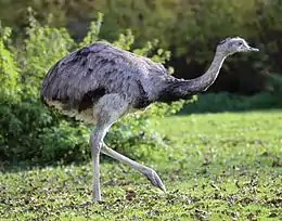 The greater rhea