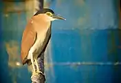 Adult at Fremantle Harbour