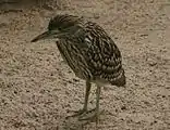 Juvenile visiting the little penguin enclosure at Melbourne Zoo