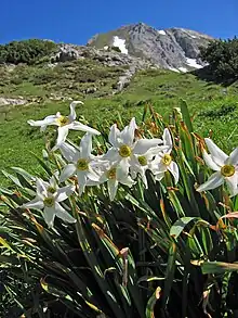 Near Admonter Haus, Styria, Austria (~1750 m)