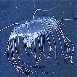 Solmissus ingesting a salp chain