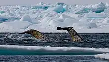 Photo showing narwhal tail flukes, which are broad, flat, horizontal tail fins