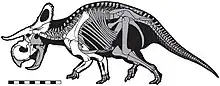 Diagram of a dinosaur skeleton on four legs