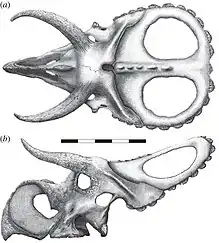 Drawing of a dinosaur skull long horns from above and the side