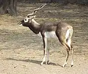 Blackbuck