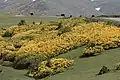 Rhododendron luteum in the wild