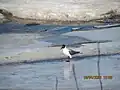 Black-headed gull standing on ice in Ämmänväylä, Oulu, Finland.