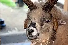 Black and white sheep with four horns