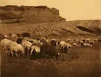 Navajo Flocks, c. 1904