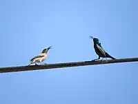 Pair in south Hebron, State of Palestine