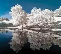 Infrared photograph of the park in winter.