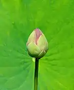 Bud of Nelumbo nucifera